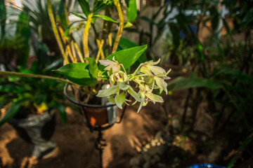 Shadowy Flowers, The State Botanical Garden of Georgia, Athens, Georgia