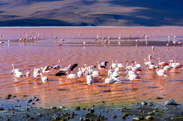 Flamingoes in Laguna Colorada , Bolivia