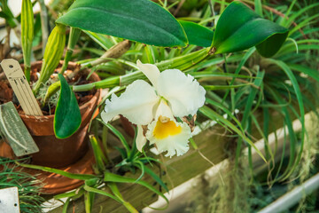 Beautiful White Flower from Brown Pot, The State Botanical Garden of Georgia, Athens, Georgia