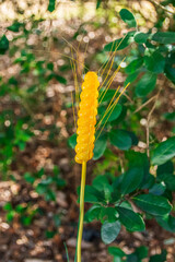 Yellow Stem Flower, The State Botanical Garden of Georgia, Athens, Georgia
