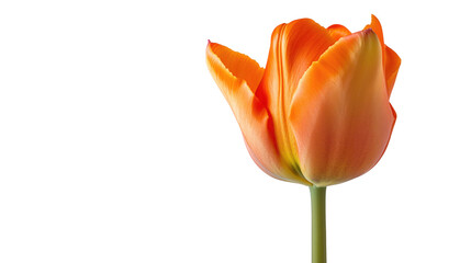 dutch orange tulips on transparent background