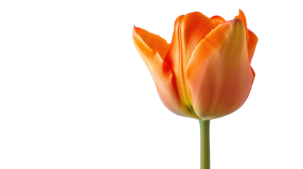 dutch orange tulips on transparent background