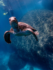 The best underwater photographs
