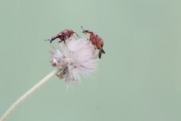 Two weevil giraffes are looking for food in a wild grass flower. This insect has the scientific...