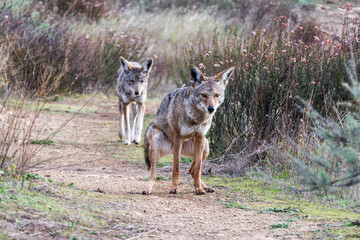 Wild coyote squatting on hiking trail in Chatsworth California.  