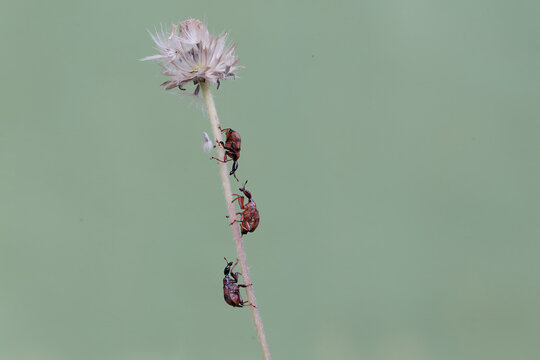 Three weevil giraffes are looking for food in wild flowers. This insect has the scientific name Apoderus tranquebaricus.