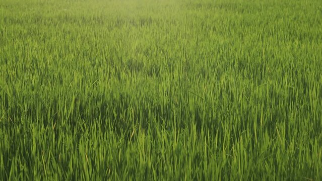 green paddy rice plant stalk in wide field swaying and waving by wind