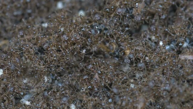 Large swarms of ants were crawling climb together to escape the flood.