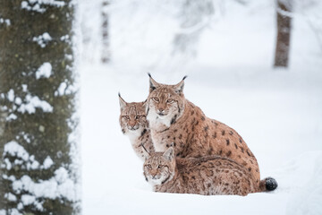 Eurasian lynx (Lynx lynx) in winter © Martin