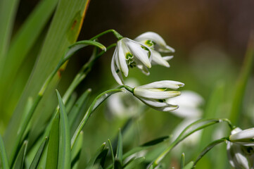Galanthus nivalis flowering plants, bright white common snowdrop in bloom in sunlight daylight