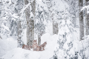 Eurasian lynx (Lynx lynx) in winter