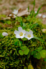 Blühender Waldsauerklee (Lat.: Oxalis acetosella) auf Moos