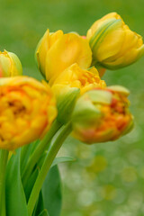 Sunlover tulips. Beautiful peony style double tulips in yellow orange color.