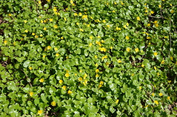 background of leaves