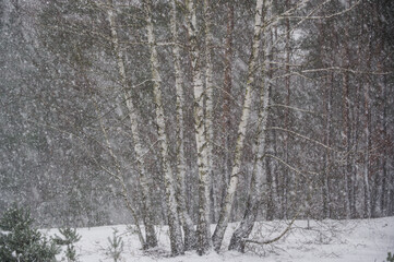 Śnieżyca w lesie
