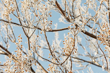 Paulownia tomentosa tree in winter with snow. Flower buds covered with snow.