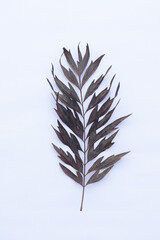 Texture of brown dry leaves on a white background, dry leaf or dead leaf