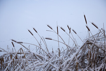Dry grass and reeds in the snow against a background of white snow.