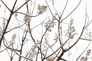 Paulownia tomentosa tree in winter with snow. Flower buds covered with snow.
