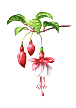 Fuchsia flower branch with Pink flowers, buds and  leaves. Hand drawn watercolor illustration, isolated on white background
