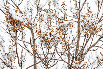 Paulownia tomentosa tree in winter with snow. Flower buds covered with snow.