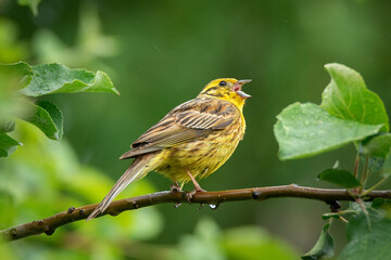 Yellowhammer singing on branch in sunny summer nature