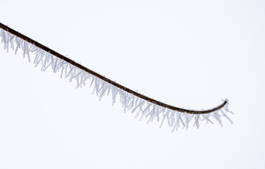 Spiky rime ice covers a branch on soft light background. Ice needles on a branch. Hoarfrost crystals coating a branch. Crystallized tree branch.