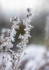 Dry plants in a hoarfrost, close-up. Seasons, climate change, ecology, botany. Natural background.
