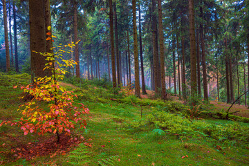 Obraz premium misty evergreen forest