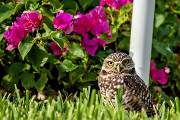 Florida burrowing owl is watching you