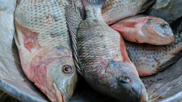 An up-close view of just caught, unwashed tilapia fishes in a silver pan at home