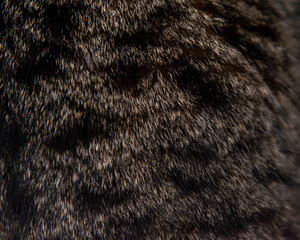 Fur of a gray spotted cat.
