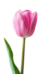 Fototapeta premium pink rose coloured tulip on transparent background