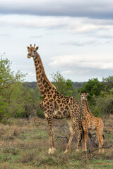 Naklejka na ściany i meble Giraffe mother and baby walking in a Game Reserve in the Waterberg Region in South Africa