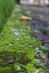 moss on the stone