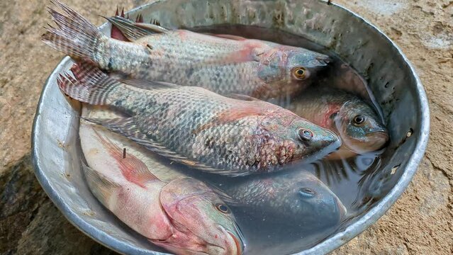 An up-close view of just caught, unwashed tilapia fishes in a silver pan at home