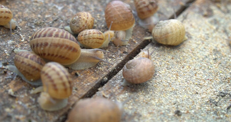 snail crawling on the ground in the garden close-up macro, snails crawling on the floor in the garden. shallow depth of field