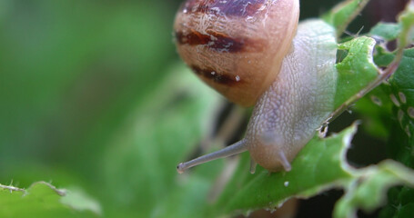 snail crawling on the ground in the garden close-up macro, snails crawling on the floor in the garden. shallow depth of field