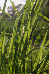 green grass in the wind