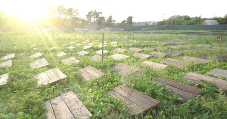 Snails in shell crawling on wet ground. Snails in natural environment. Organic vegetable garden with rows of old wooden planks in summer
