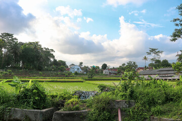 rice field in island