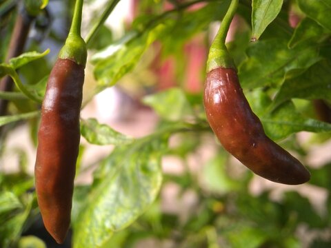 red chilies still hanging on the stem