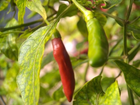 red and white chilies in the garden