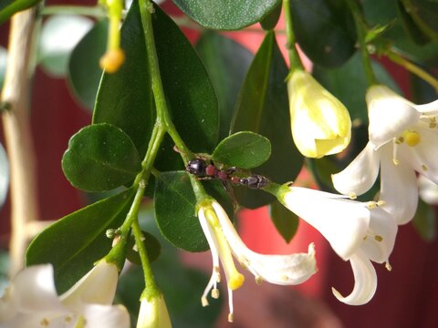 orange jasmine flowers