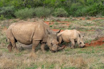 Fototapeta premium White rhinoceros (Ceratotherium simum) mother and calf on the plains of a game reserve in the Waterberg Area in South Africa