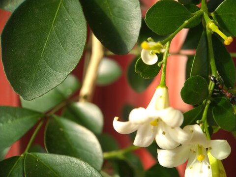 Orange jasmine with green leaves and white flowers in the garden