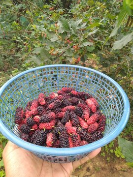 harvested ripe mulberries in a basket