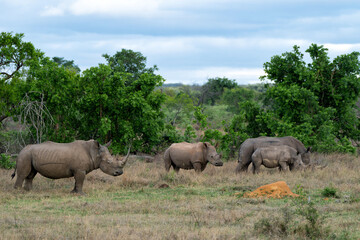 White rhinoceros, white rhino or square-lipped rhinoceros (Ceratotherium simum) on the plains of a...