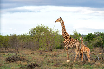 Fototapeta premium Giraffe mother and baby walking in a Game Reserve in the Waterberg Region in South Africa