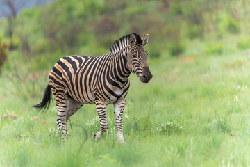 Fototapeta na wymiar Zebra walking on the plains of the Pilanesberg National Park in South Africa